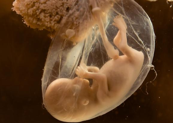 26岁做试管婴儿成功率有多高