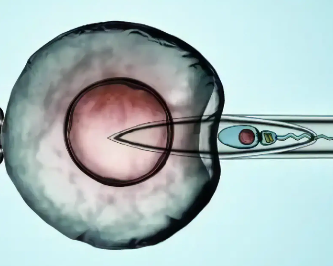 24岁做试管成功率是多少
